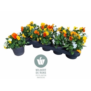 VIO CO EM MM AMSTERD