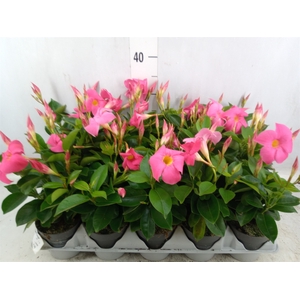 Mandevilla  'Sundavil Pink'