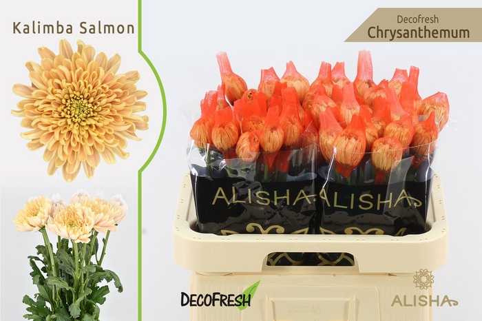 <h4>CHR G Kalimba Salmon</h4>