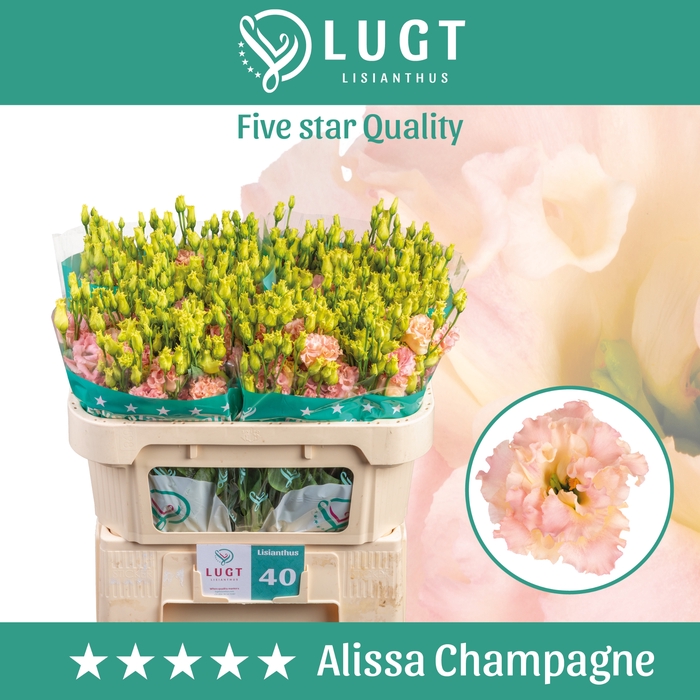 <h4>Lisianthus Alissa Champagne</h4>