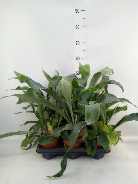 <h4>Platycerium bifurc.</h4>