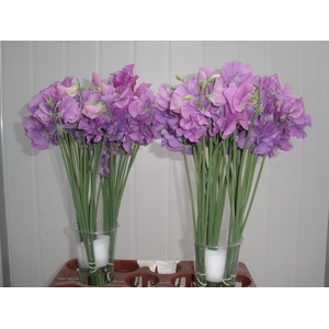 LATHYR WI SUNS MAUVE