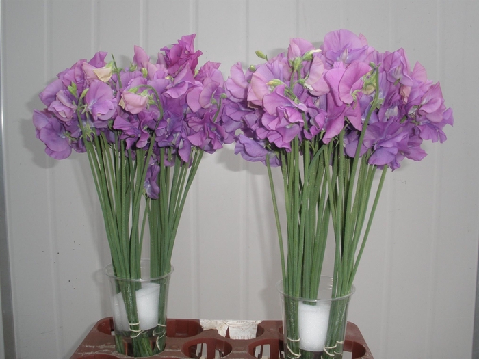 <h4>LATHYR WI SUNS MAUVE</h4>