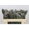 Kaaps Groen Silver Brunia