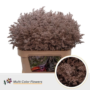 Solidago colored CHAMPAGNE