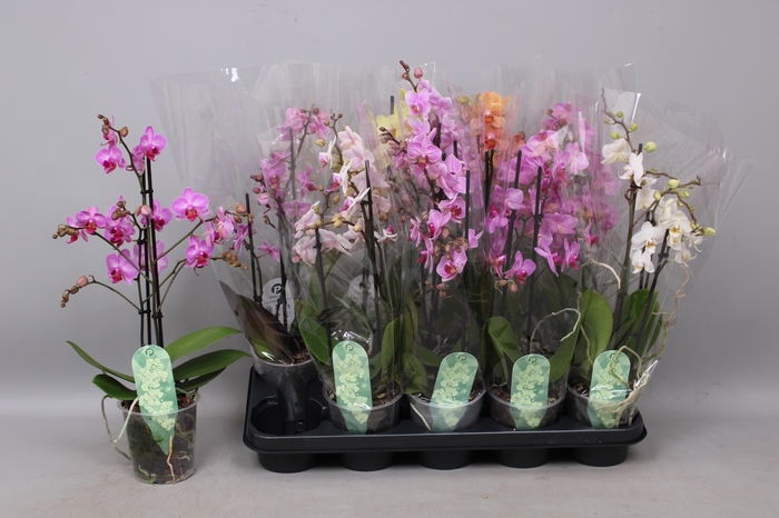 <h4>PHAL MF GEM 5 KL</h4>