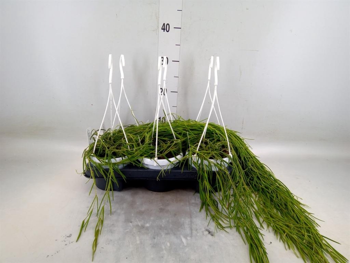 <h4>Hoya linearis</h4>