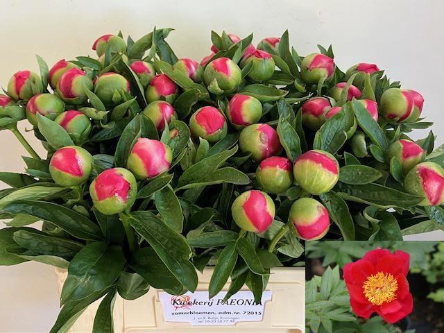 <h4>PAEO HH FLAME</h4>