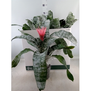 Aechmea fasciata 'Primera'