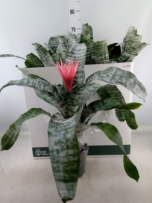 <h4>Aechmea fasciata 'Primera'</h4>