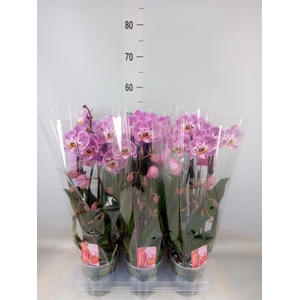 Phalaenopsis  'Elegant Cascade'