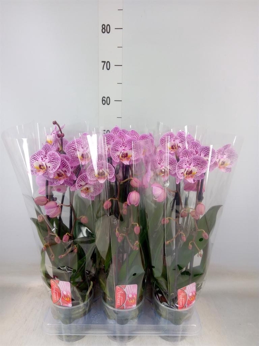<h4>Phalaenopsis  'Elegant Cascade'</h4>