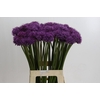 Allium Gladiator