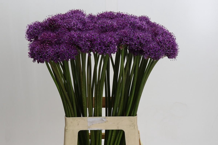 <h4>Allium Gladiator</h4>