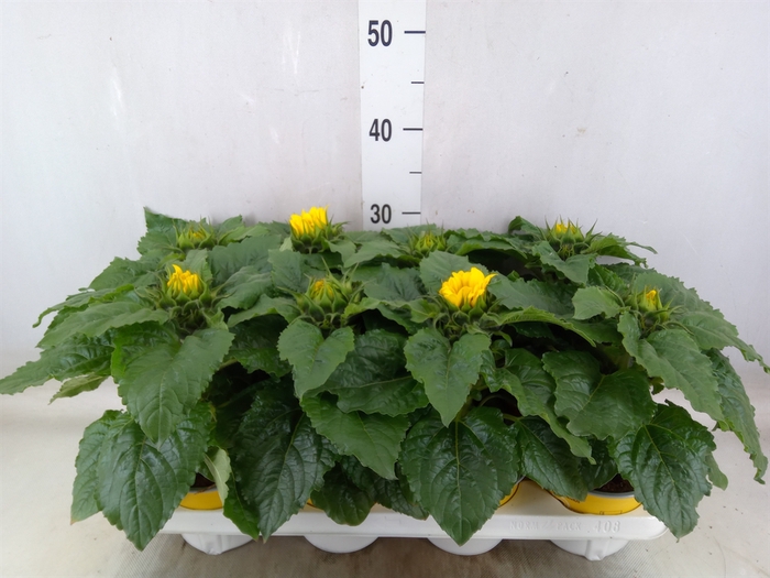 <h4>Helianthus an. 'Sunsation'</h4>