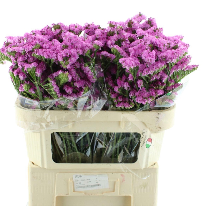 <h4>Limonium St Pink Birds X50</h4>