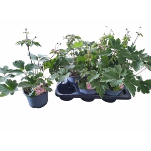 ANEM HUPEHENSIS