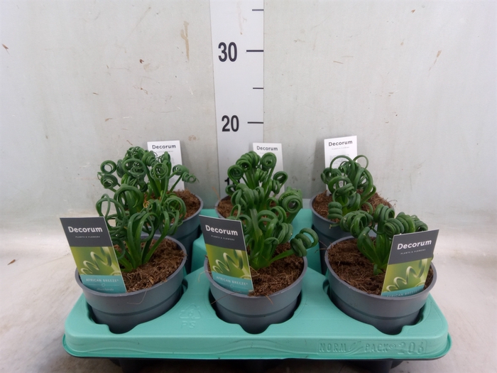 <h4>Albuca spiralis 'Frizzle Sizzle'</h4>