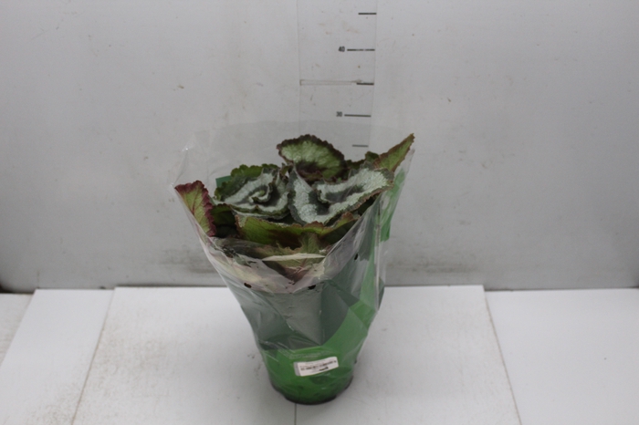 BEGONIA REX P17 CARACOL PO