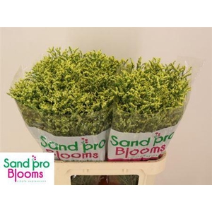 Lim Sin China Summer