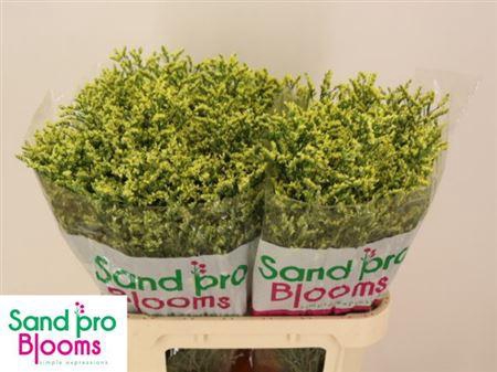 <h4>Lim Sin China Summer</h4>