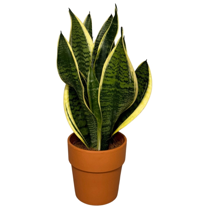 <h4>Sansevieria Futura Superba</h4>