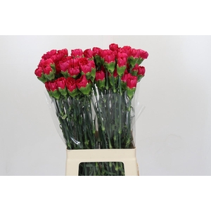 Dianthus St Zepellin