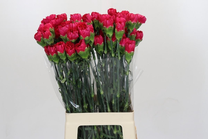 <h4>Dianthus St Zepellin</h4>