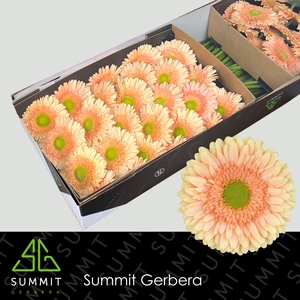 Gerbera Carlita Doos