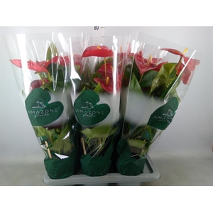 Anthurium andr. 'Nevada'