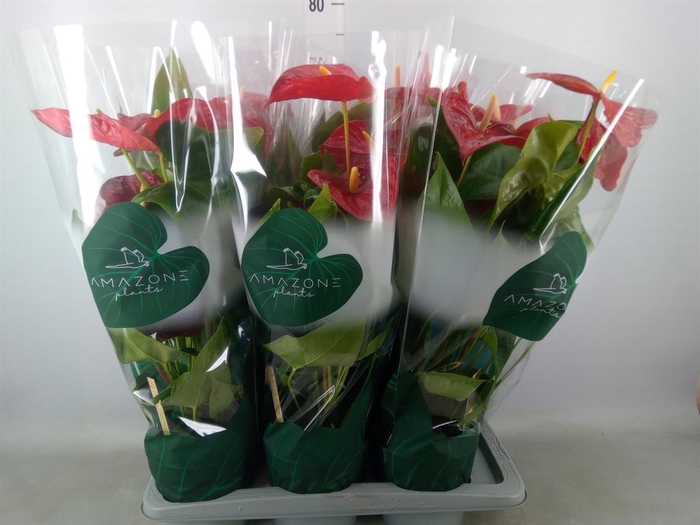 <h4>Anthurium andr. 'Nevada'</h4>