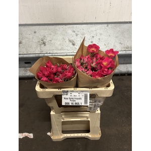 Rosa Spray Friendly Purple