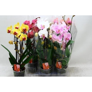 PHAL EL CASCADE