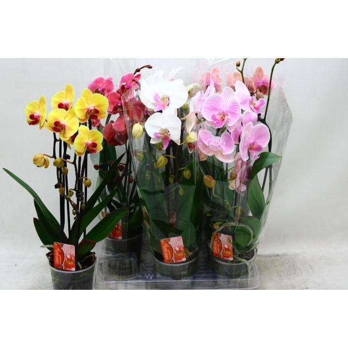 <h4>PHAL EL CASCADE</h4>