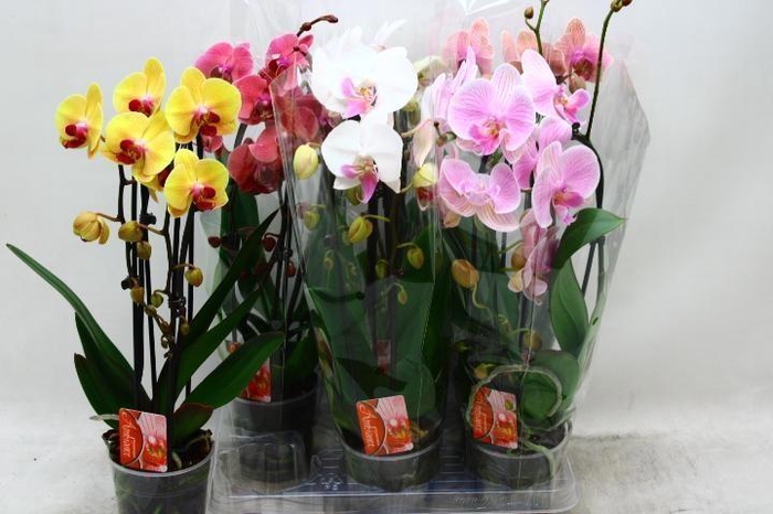 PHAL EL CASCADE