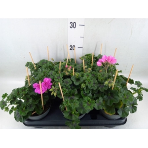 Pelargonium pelt.   ...