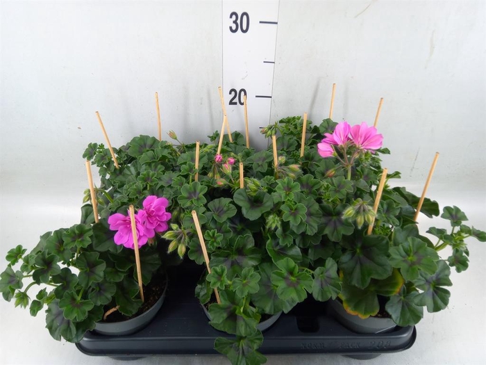 <h4>Pelargonium pelt.   ...</h4>