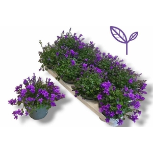 CAMP PORTENSCHLAGIAN