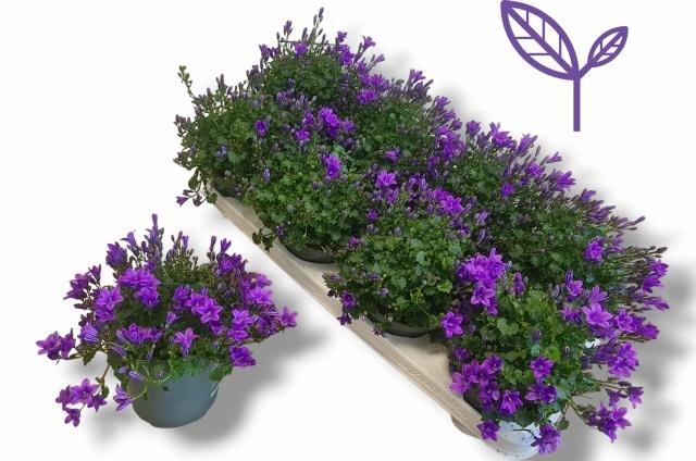 <h4>CAMP PORTENSCHLAGIAN</h4>