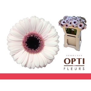 Germini Abby Lou Water