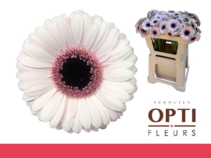 <h4>Germini Abby Lou Water</h4>