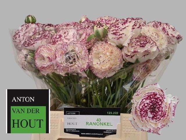 <h4>RAN AAZUR WHITE STR</h4>