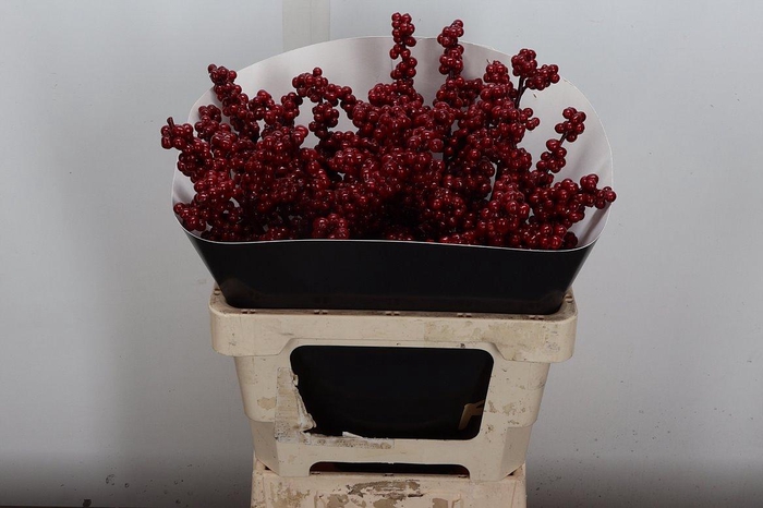 <h4>Ilex Wx Bordeaux Xl</h4>