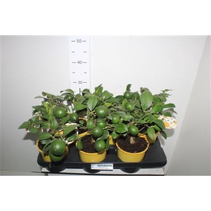 Citr Meyeri Meyer 3+