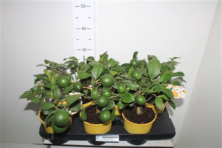<h4>Citr Meyeri Meyer 3+</h4>