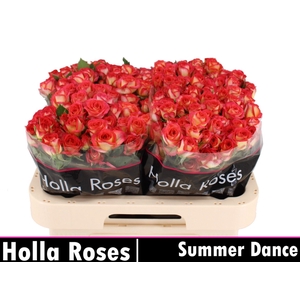 Rs tr Summer Dance
