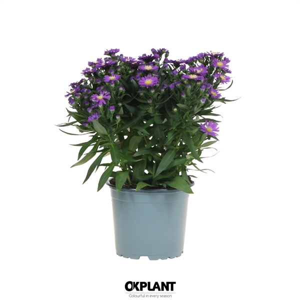 <h4>Aster Starletta Serie blue</h4>