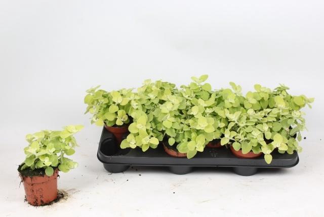 <h4>HELICH PETIOLARE</h4>