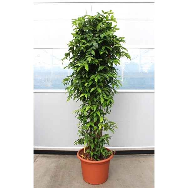 <h4>Dracaena Surculosa</h4>