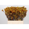 Anigozanthos Gold Fever